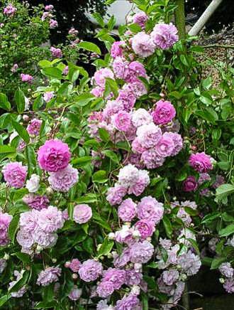 MAUD - hybride rosa x lambertiana-1-g.jpg