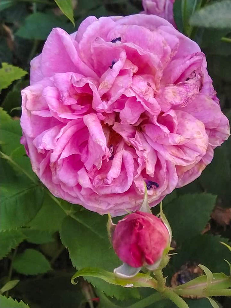 DateiPrince Napoléon, Heike Schmidt 21w.jpg RoseBiblio