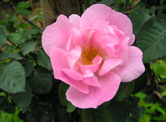 La Belle Lisette - hybride rosa canina-1-g.jpg
