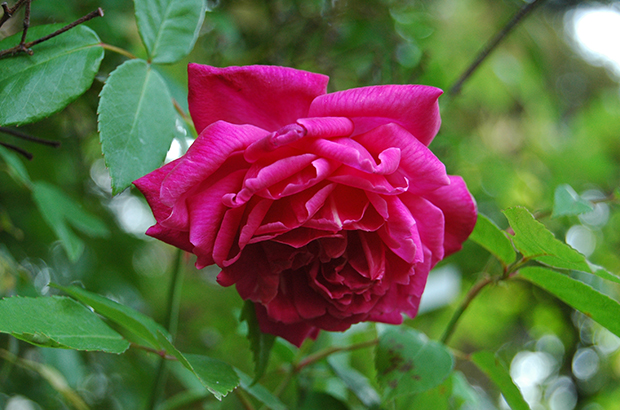 Pu Tao Hong, Himeno Rose Nursery.jpg