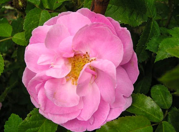 ROLAND de LAVAL - hybride rosa x macrantha-1-g.jpg