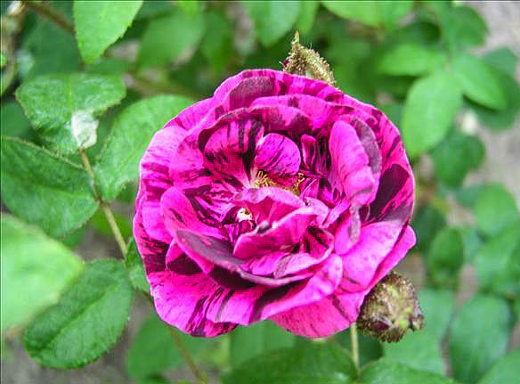 Marie-Madeleine LUCAT - hybride rosa x centifolia muscosa-1-g.jpg