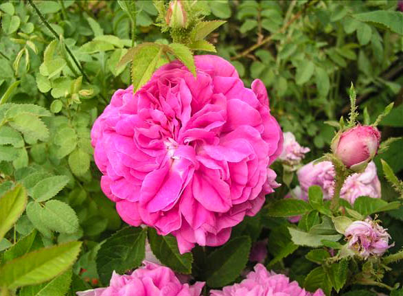 Claudio Monteverdi - hybride rosa x centifolia muscosa-1-g.jpg