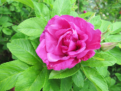 Monte Rosa, Finnish Rose Society 3.jpg