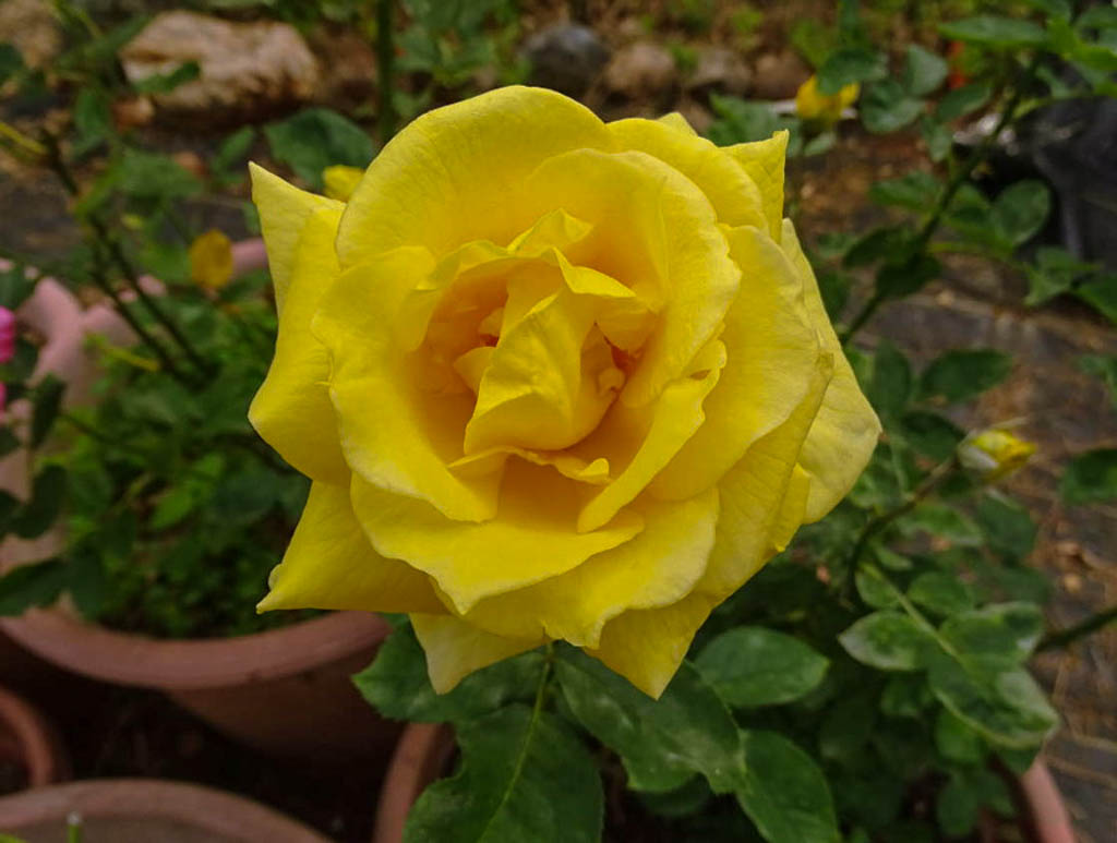 DateiSunburst, Beth's Northern CA Rose Garden2w.jpg RoseBiblio