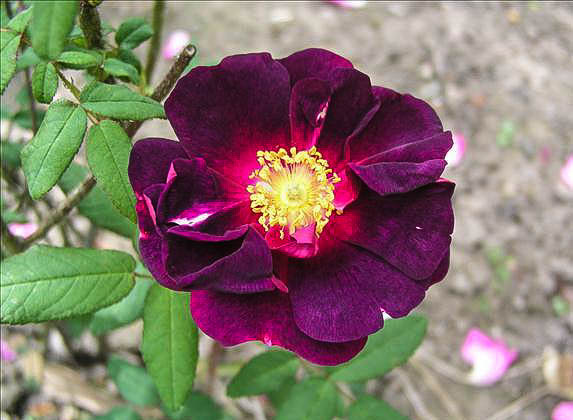 Monsieur de Sainte Colombe - hybride rosa x centifolia muscosa-1-g.jpg