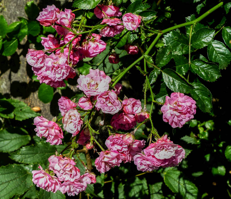Minnehaha RoseBiblio