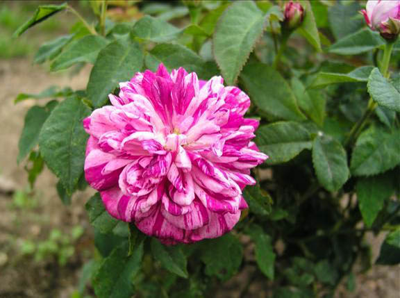 Première Arabesque - hybride rosa x centifolia-1-g.jpg