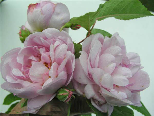 Louis Chevallier - hybride rosa x ben-gallique-1-g.jpg
