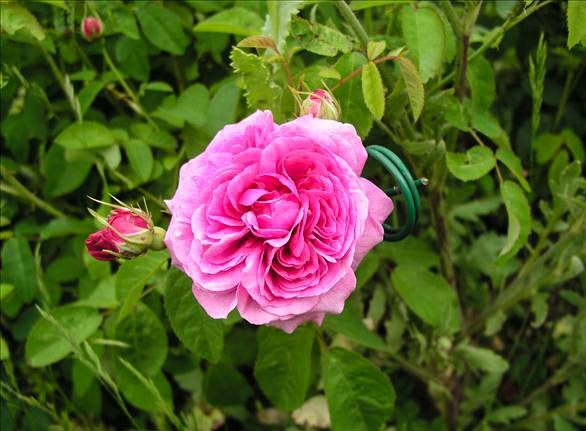 Molly Fanal - hybride rosa gallica-1-g.jpg