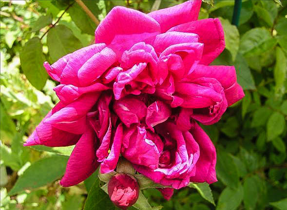Nicolas VIBERT - hybride rosa rugosa-1-g.jpg