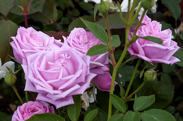 Hermosa, Himeno Rose Nursery.jpg