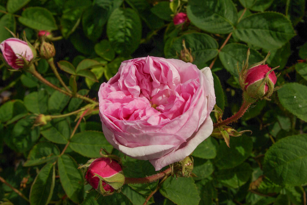 Rosa Regina – Rose-Biblio