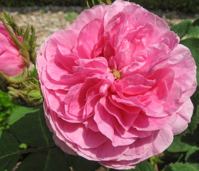 Adrienne de Cardoville RoseBiblio