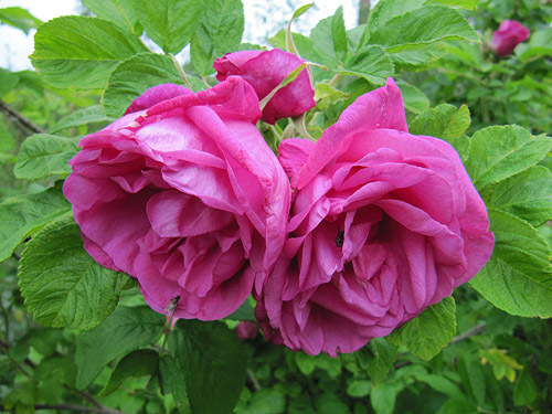 Monte Rosa, Finnish Rose Society 4.jpg