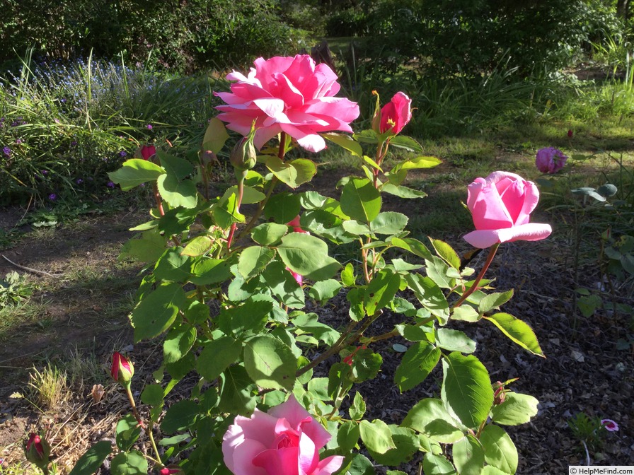 DateiMrs. Wakefield ChristieMiller, Patricia Routley 1.jpg RoseBiblio