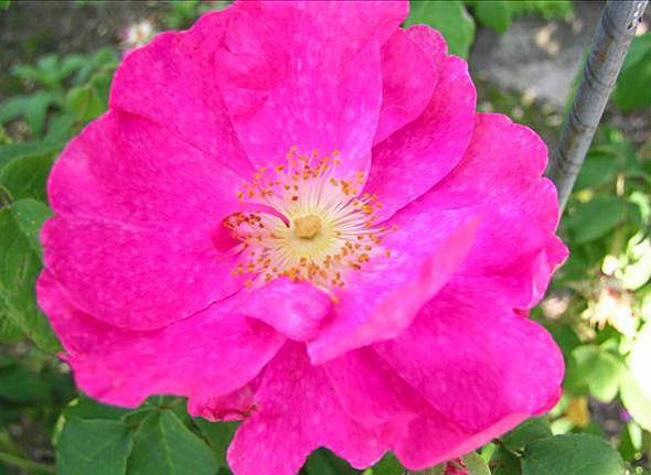 Braida De Montserver - hybride rosa gallica-1-g.jpg