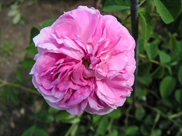 Mireille Guerin - hybride rosa x centifolia-1-g.jpg