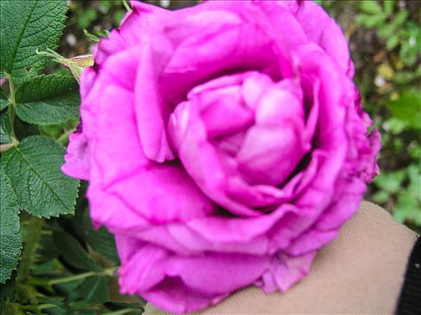 Loba de Pennautier - hybride rosa rugosa-1-g.jpg