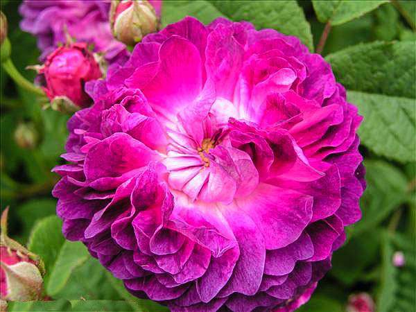 Louis Vibert de Montsecret - hybride rosa gallica-1-g.jpg