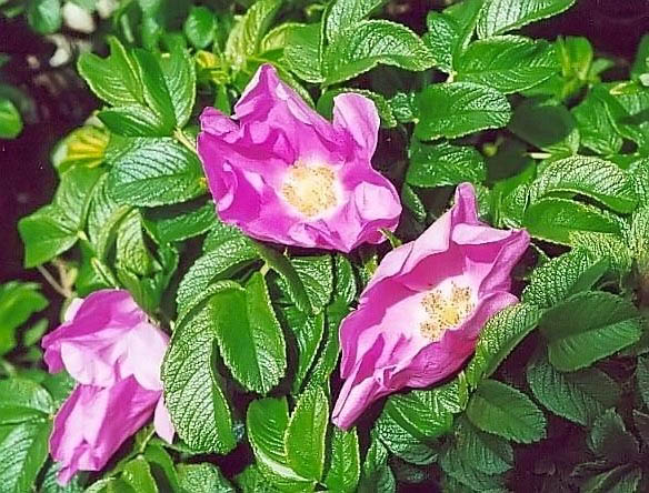 R.rugosa magnifica filtered-3-g.jpg