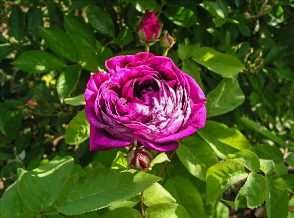 CARINE de PROVINS - hybride rosa gallica-1-g.jpg