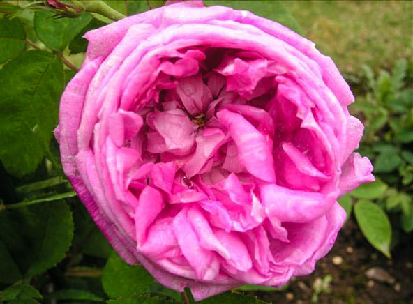 MOK MI - hybride rosa x centifolia-1-g.jpg