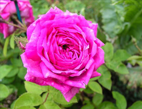 Delphine Maillard - hybride rosa x centifolia muscosa-1-g.jpg