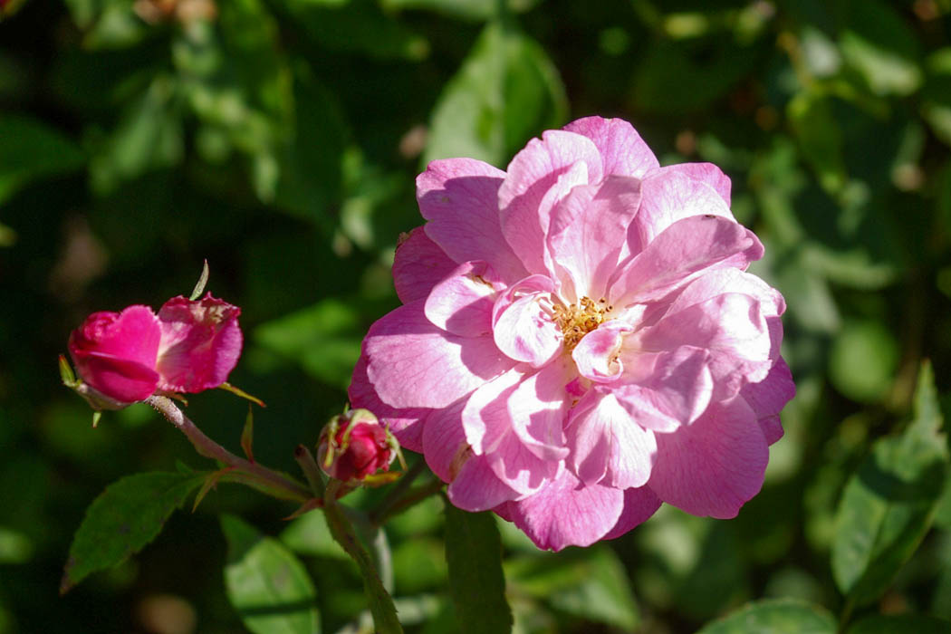 DateiOld Blush China, Chinar. 1789 (2)w.jpg RoseBiblio