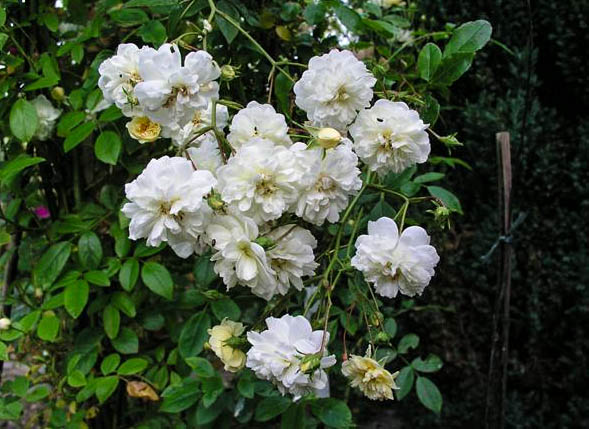 Bruder Alfons Brümmer - hybride rosa longicuspis-1-g.jpg
