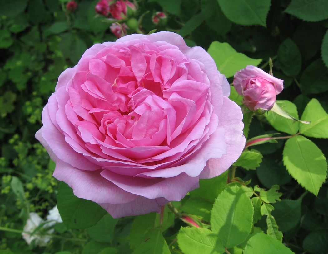 Madame Knorr Rose Biblio