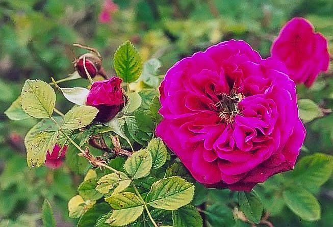 Rosa gallica wallonic filtered-3-g.jpg