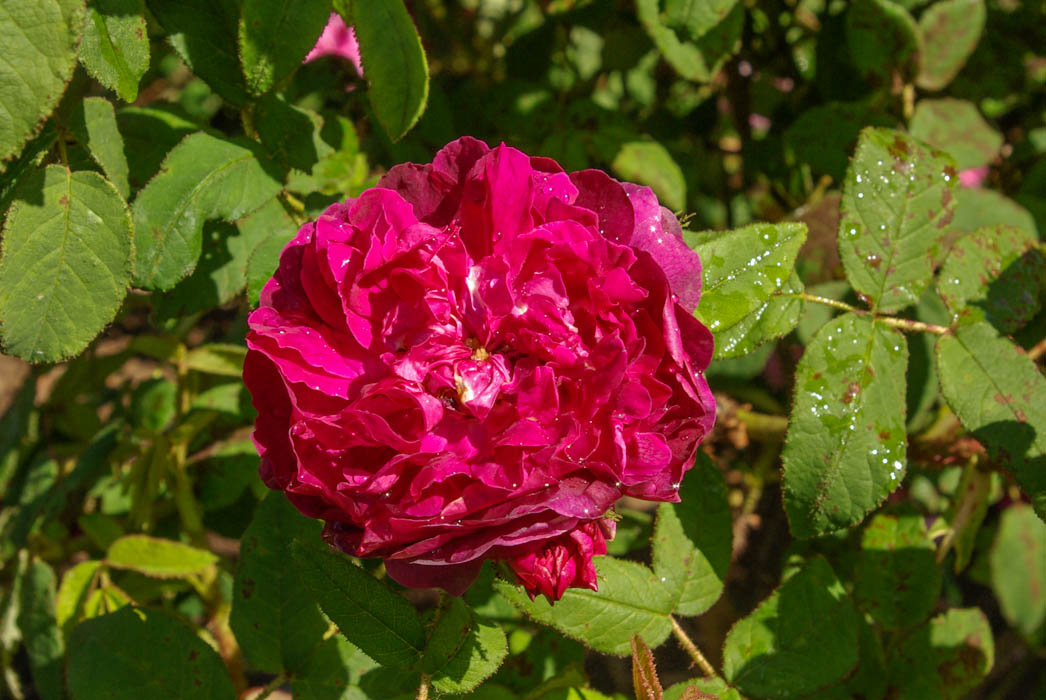 DateiMaupertuis, MoreauRobert 1868, Moos, SGH (2)1w.jpg RoseBiblio