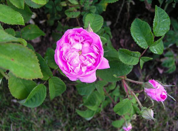 Véronique RIVRON - hybride rosa x macrantha-1-g.jpg