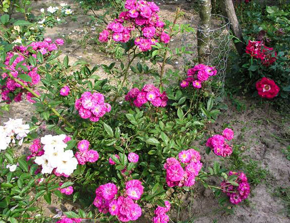 Souvenir de Cloé - hybride rosa x moschata-1-g.jpg
