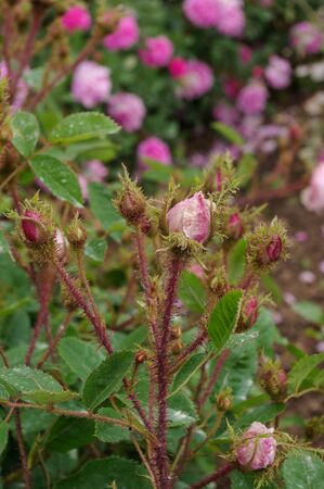 Rosa x centifolia var. muscosa f. rosea-plena, Cent. musc.-1-1-w.jpg