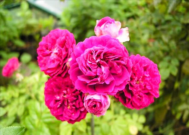 Emmeline Lavigne - hybride rosa multiflora-w.jpg