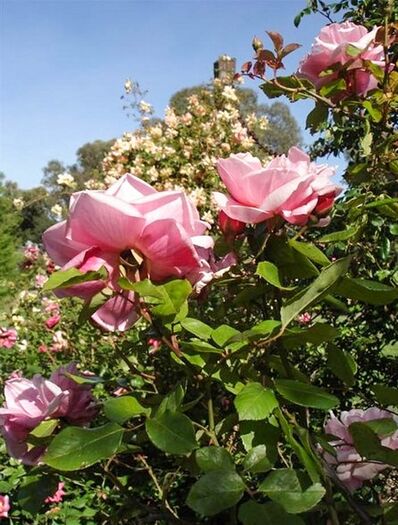 Almerta Orchard Pink 1, Pat Toolan, Barossa Old Rose Repository-w.jpg