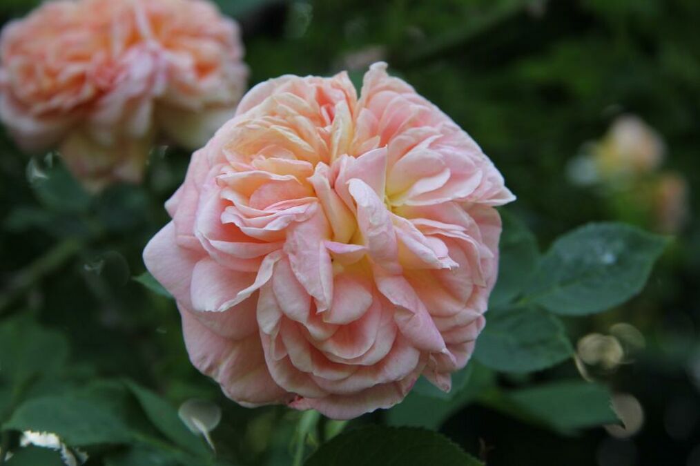 Alchymist – Rose-Biblio