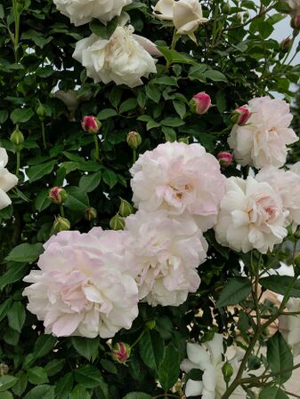 Rosa × odorata 5-1-w.jpg