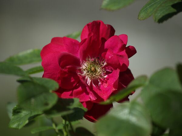 Rosa rugosa Hansaland-2021-06-26-6260049.jpg