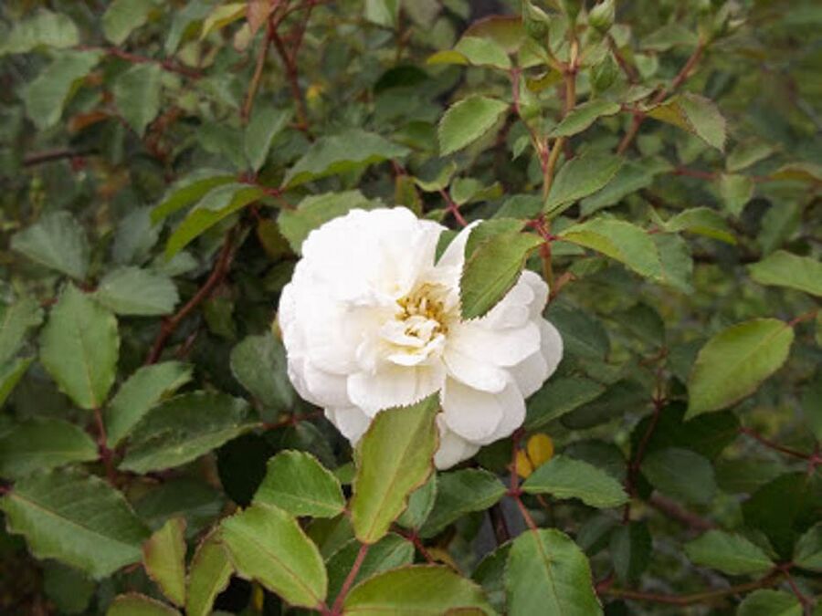 Prosperity RoseBiblio