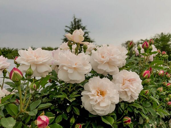 Rosa × odorata 6-1-w.jpg