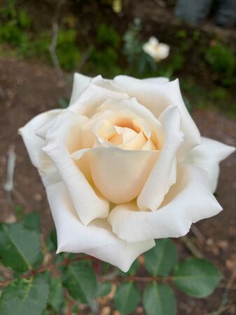 The AHSI Bicentenary Rose 14.jpg