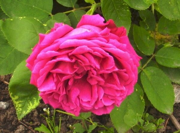 Madame Victor Verdier RoseBiblio