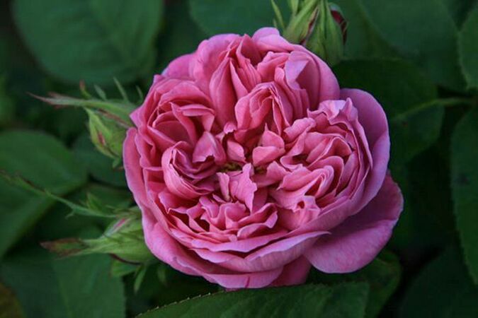 Rose de Alhambra, W. Ruf, 2-w.jpg