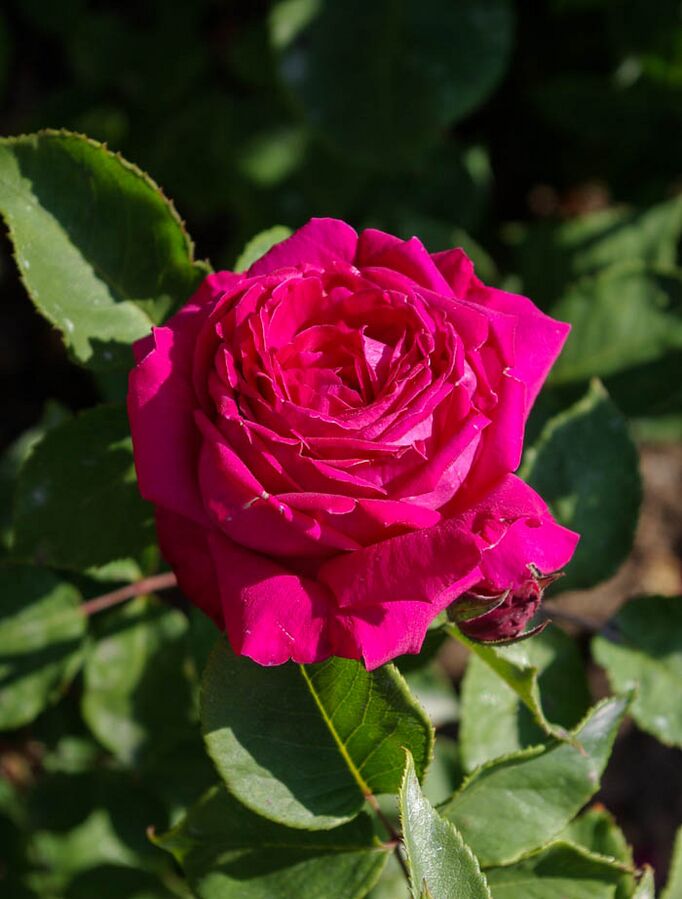 Lord Raglan RoseBiblio