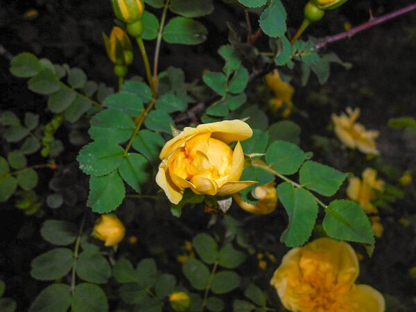 Rosa xanthina ‘Plena’, Botanical Garden in Lublin, Salycina (6)-2-w.jpg