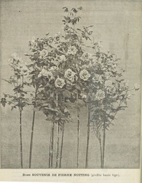 Souvenir de Pierre Notting, JdR 09.1899, S. 130-w.jpg