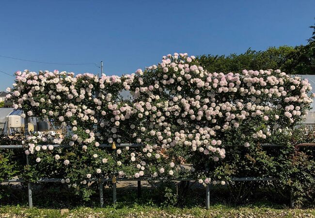 Rosa × odorata 1-1-w.jpg